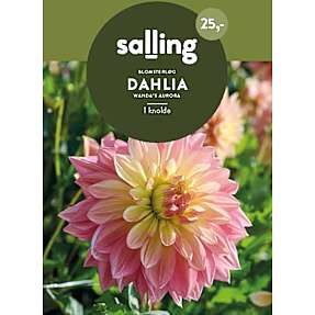 Salling blomsterløg Dahlia - Wanda's Aurora