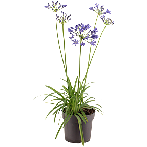 Skærmlilje, Agapanthus, 17 cm potte