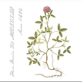 Flora Danica mønstrede servietter 33x33 cm 20-pak