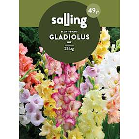 Salling blomsterløg Gladiolus Mix