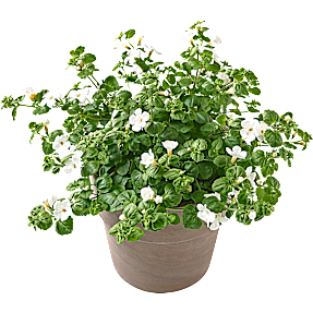 Bacopa, 10,5 cm potte