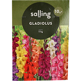 Salling blomsterløg Gladiolus