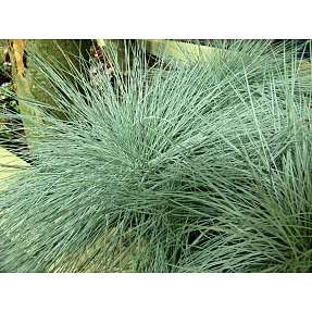 Blå bjørnegræs, Festuca glauca, 23 cm potte