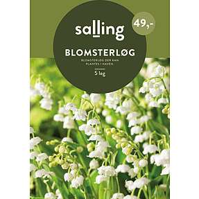 Salling blomsterløg Liljekonval Convallaria Majalis