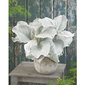 Sølvblad, Senecio Angel Wings, 23 cm potte