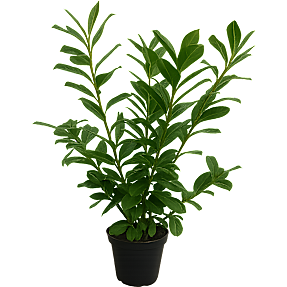Kirsebærlaurbær, Prunus lau. novita, 21 cm potte