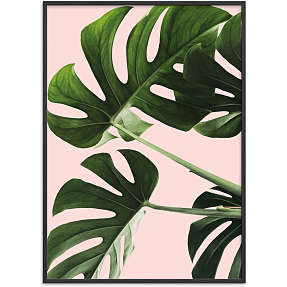 Monsteras in pink - 30x40 cm