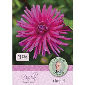 Claus Dalby Dahlia Purple Gem