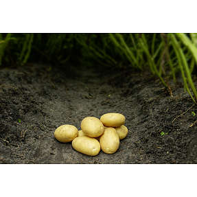 Læggekart Sava øko - 1,5 kg