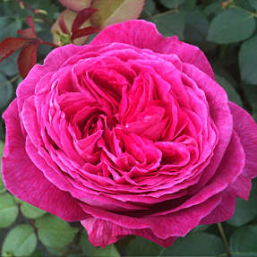 Delightful Parfuma Barrodet haverose 3 stk.