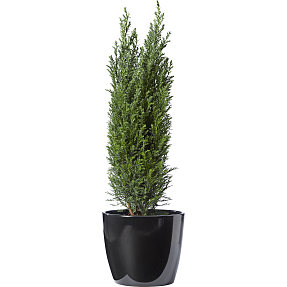 Cypres, Cham. Ellwoodii, 13 cm potte