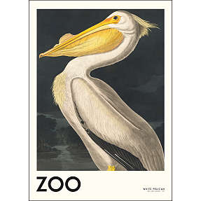 The Zoo Collection, Pelican - 70x100 cm
