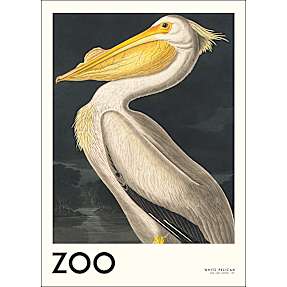 The Zoo Collection, Pelican - 50x70 cm