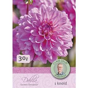 Claus Dalby Dahlia Garden Sensation