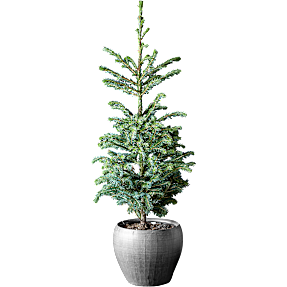 Serbisk Søjlegran, Picea Omorica, 21 cm potte