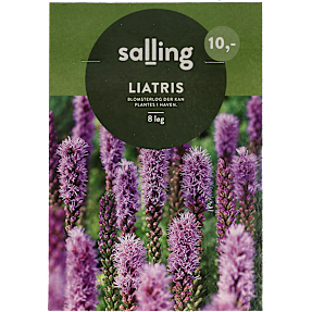 Salling blomsterløg Liatris