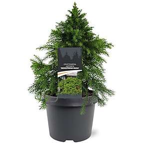 Kryptomeria Cryptomeria Japonica - 19 cm potte