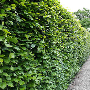 Bøg 150-180 cm - hæk - 5 stk. pr. bundt