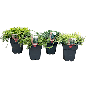 Stedsegrønne planter, coniferen mix, 17 cm potte