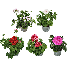 Hængepelargonie, 10,5 cm potte