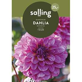 Salling blomsterløg Dahlia Muschacha