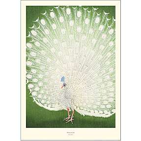 Peacock - 70x100 cm