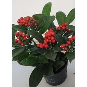 Vinterbær, Skimmia japonica berries red, 12 cm potte