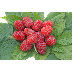 Hindbærbusk, 17 cm potte