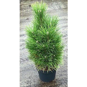 Pinus Nigra Green Tower