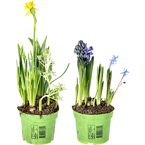 Løgplanter 12 cm potte - flere varianter