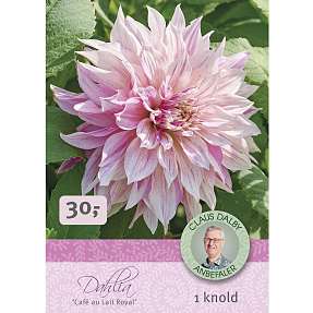 Claus Dalby Dahlia Café au Lait Royal