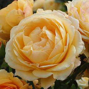 Sunny Flower Circus barrodet haverose 3 stk.