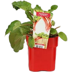 Rabarberplante, rheum rhabarbarum, 17 cm potte