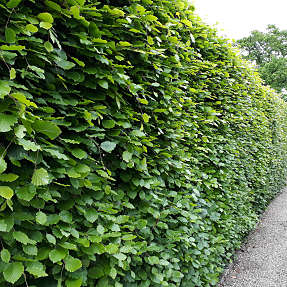 Bøg 80-100 cm - hæk - 10 stk. pr. bundt