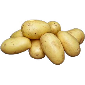 Lægge kartofler 1,5 kg - gwenne