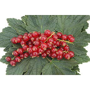 Frugtbusk, 17 cm potte