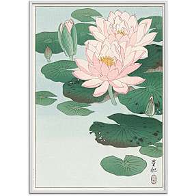 Water lilies, japansk - 70x100 cm