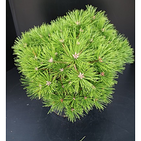 Pinus Densiflora, 26 cm potte
