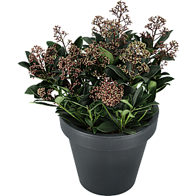 Skimmia Japonica Rubella, 17 cm potte