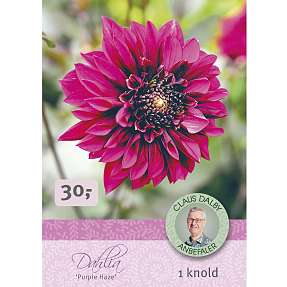 Claus Dalby Dahlia Purple Haze