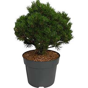 Pinus Mugo Heideperle