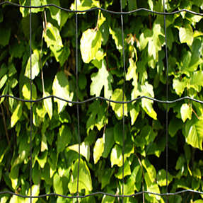 HORTUS havehegn PVC-fri, 5 x 10 cm, 80 cm x 25 m - sort