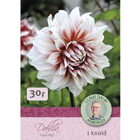 Claus Dalby Dahlia Frost Nip