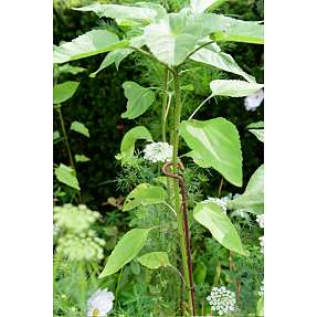 Claus Dalby støttepind - rust