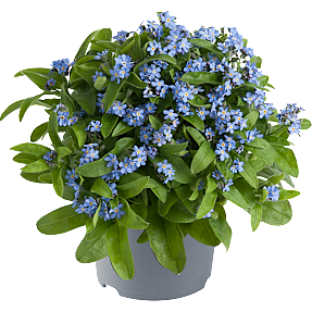 Forglemmigej, Myosotis, 12 cm potte