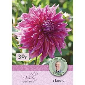 Claus Dalby Dahlia Otto's Thrill