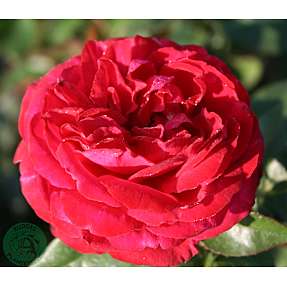 Renaissance buskrose, i 19 cm