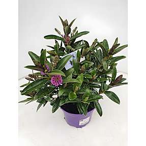 Hebe Andersonii, 21 cm potte