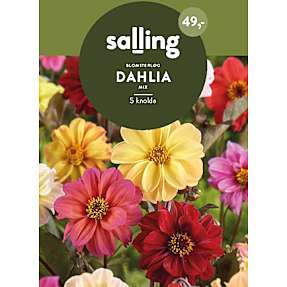 Salling blomsterløg Dahlia - Blody Mary mix