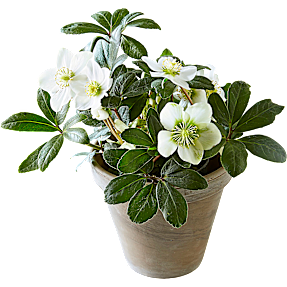 Julerose, Helleborus 12 cm